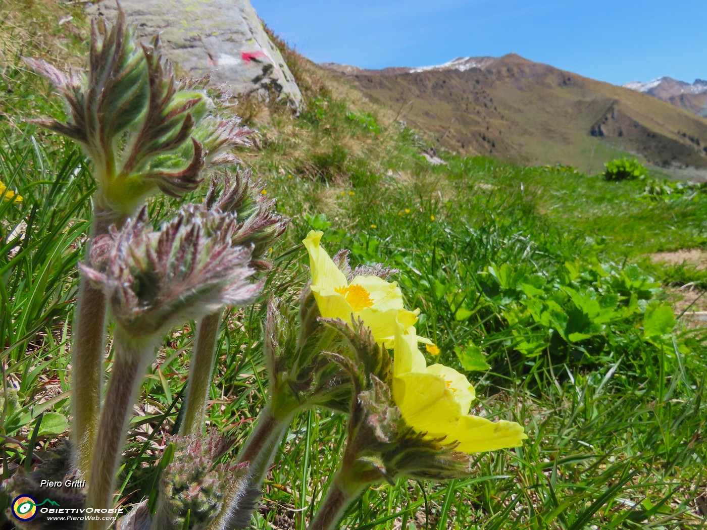 58 Pulsatilla alpina sulphurea (Anemone alpino).JPG